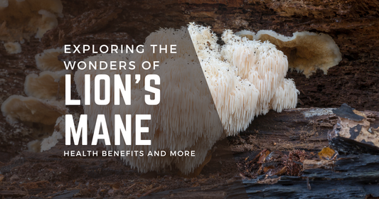 Exploring the Wonders of Lion's Mane: Health Benefits and More